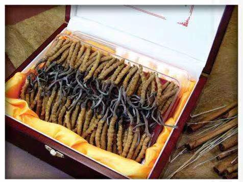 庆阳冬虫夏草回收